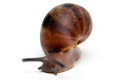 Archachatina rhodostoma Benin, juvenil, 25mm